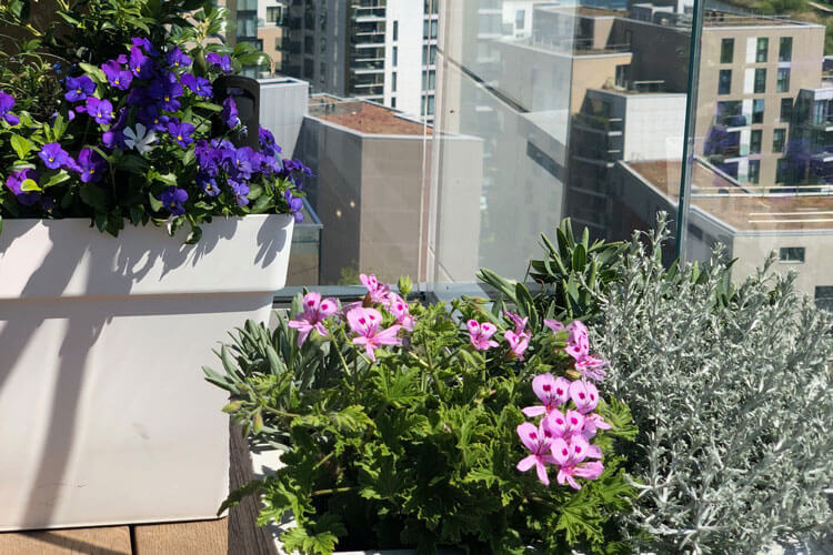 Setting up your balcony planters Setting up your balcony planters