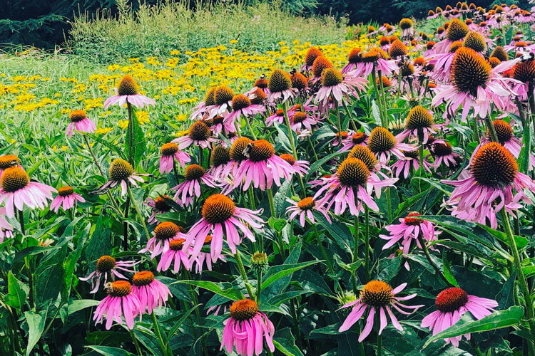 Planting Summer Perennials in London Gardens - Local Plant Delivery Service Planting Summer Perennials in London Gardens - Local Plant Delivery Service