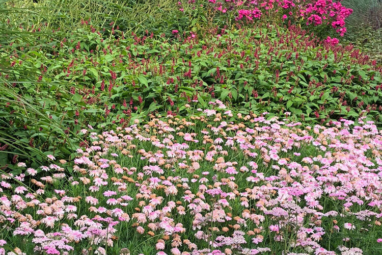 Planting Summer Perennials in London Gardens - Local Plant Delivery Service Planting Summer Perennials in London Gardens - Local Plant Delivery Service