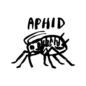 aphid