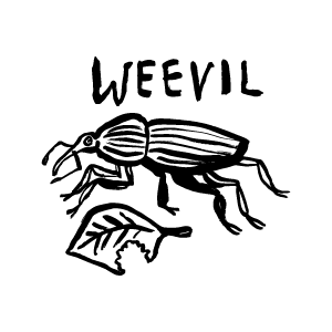 weevil