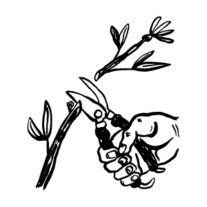 pruning