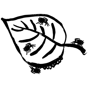insects