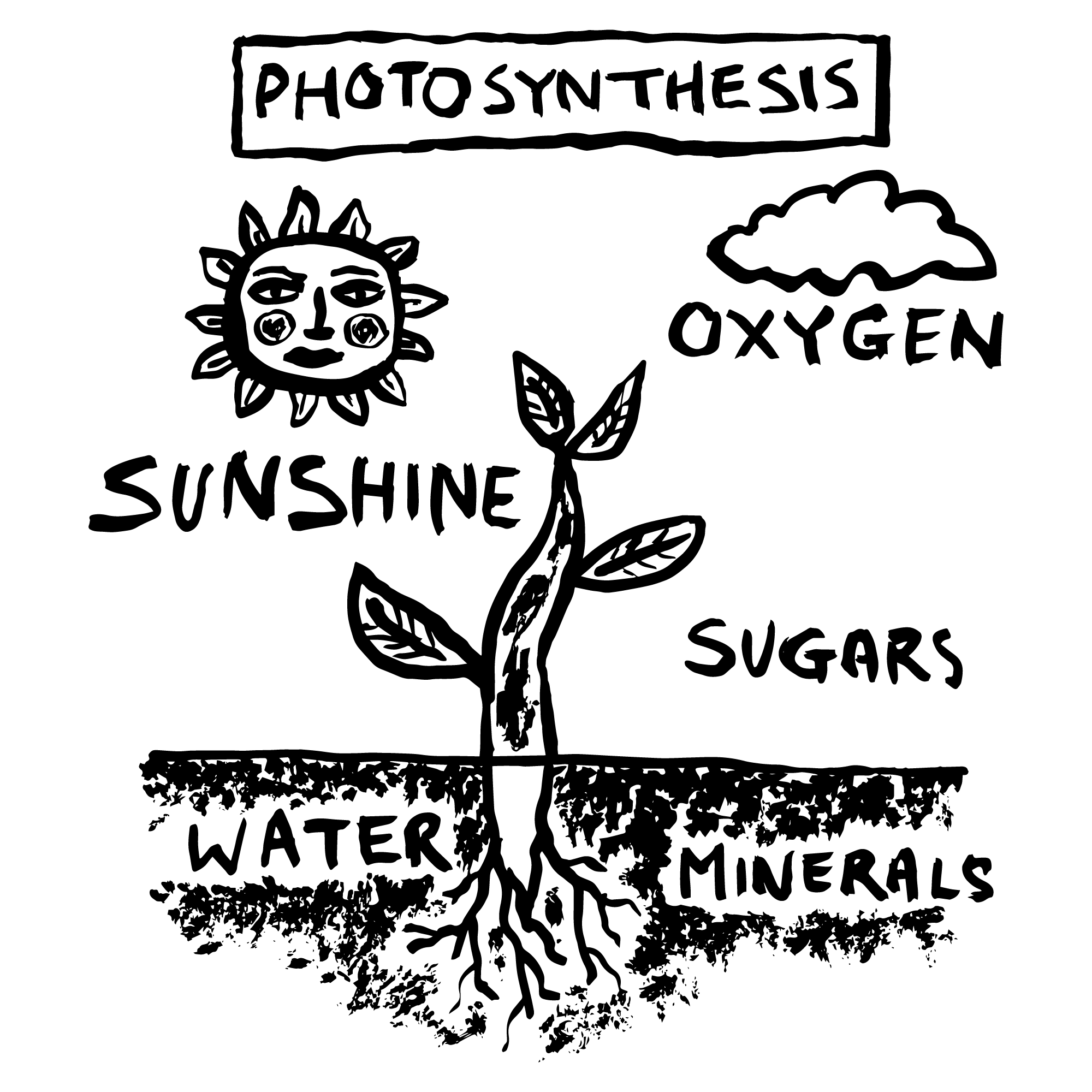 photosynthesis photosynthesis